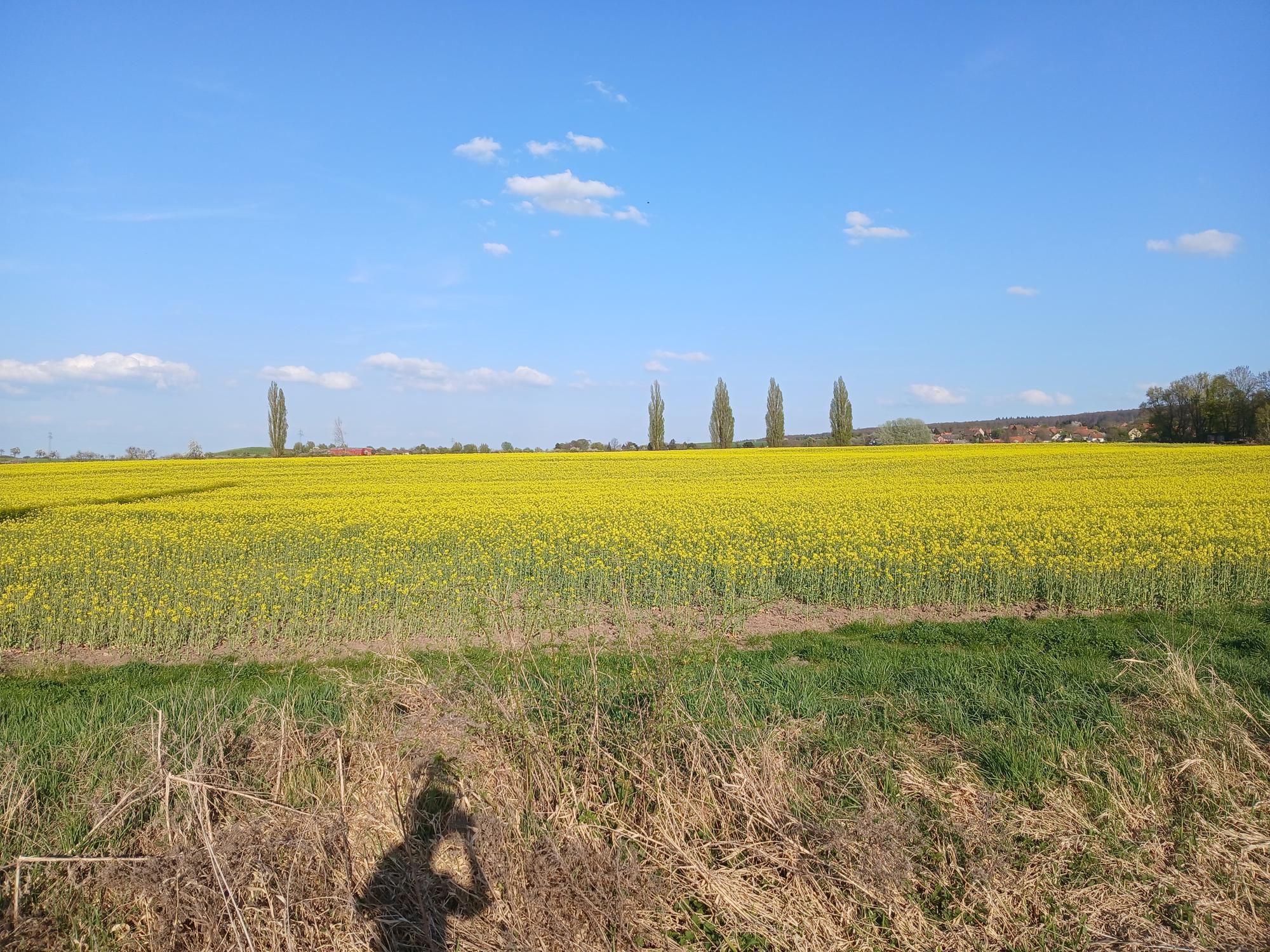 

AI generated caption: Field of yellow flowers under blue sky