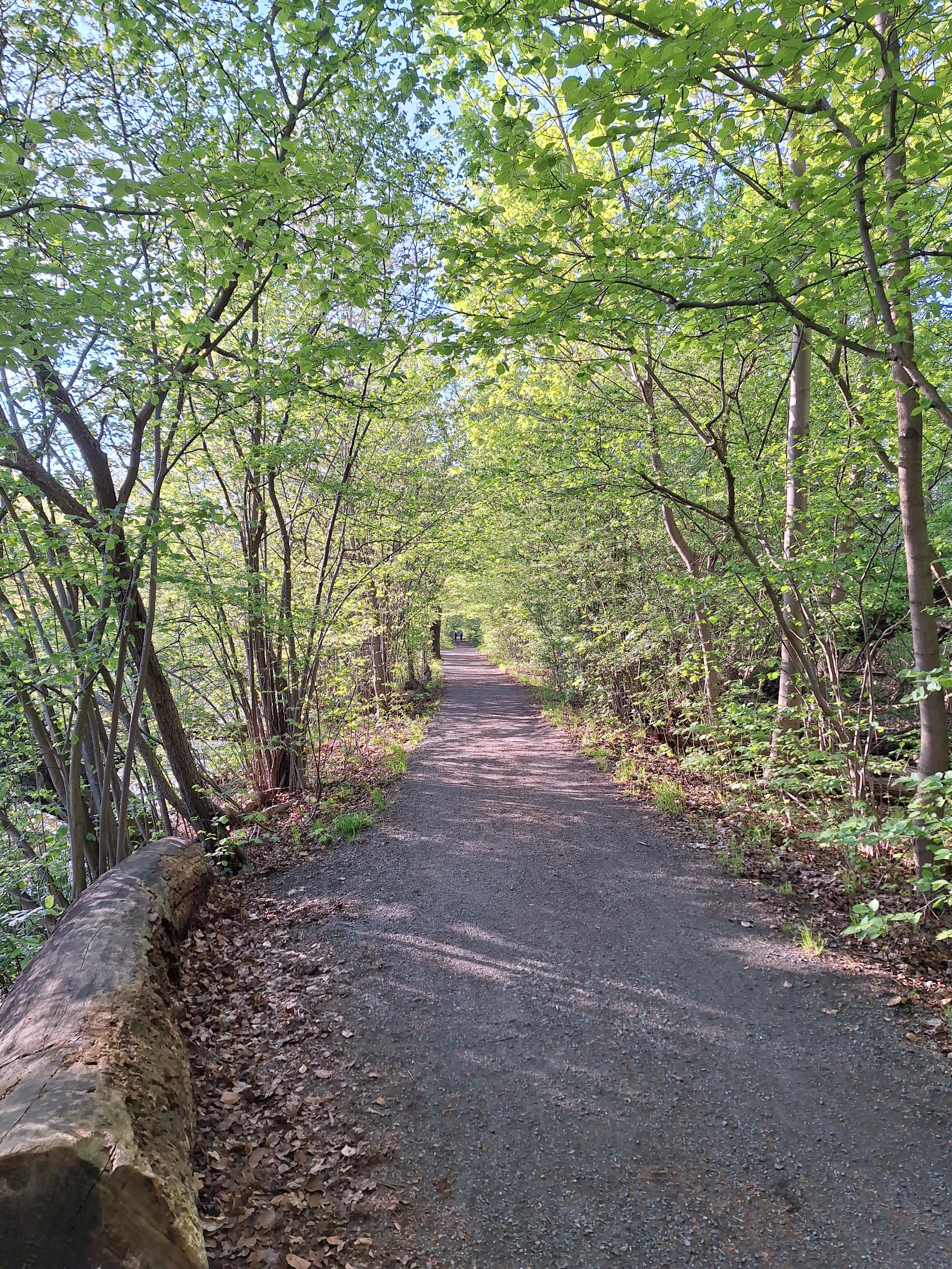 

AI generated caption: "Pathway through a lush, green forest."