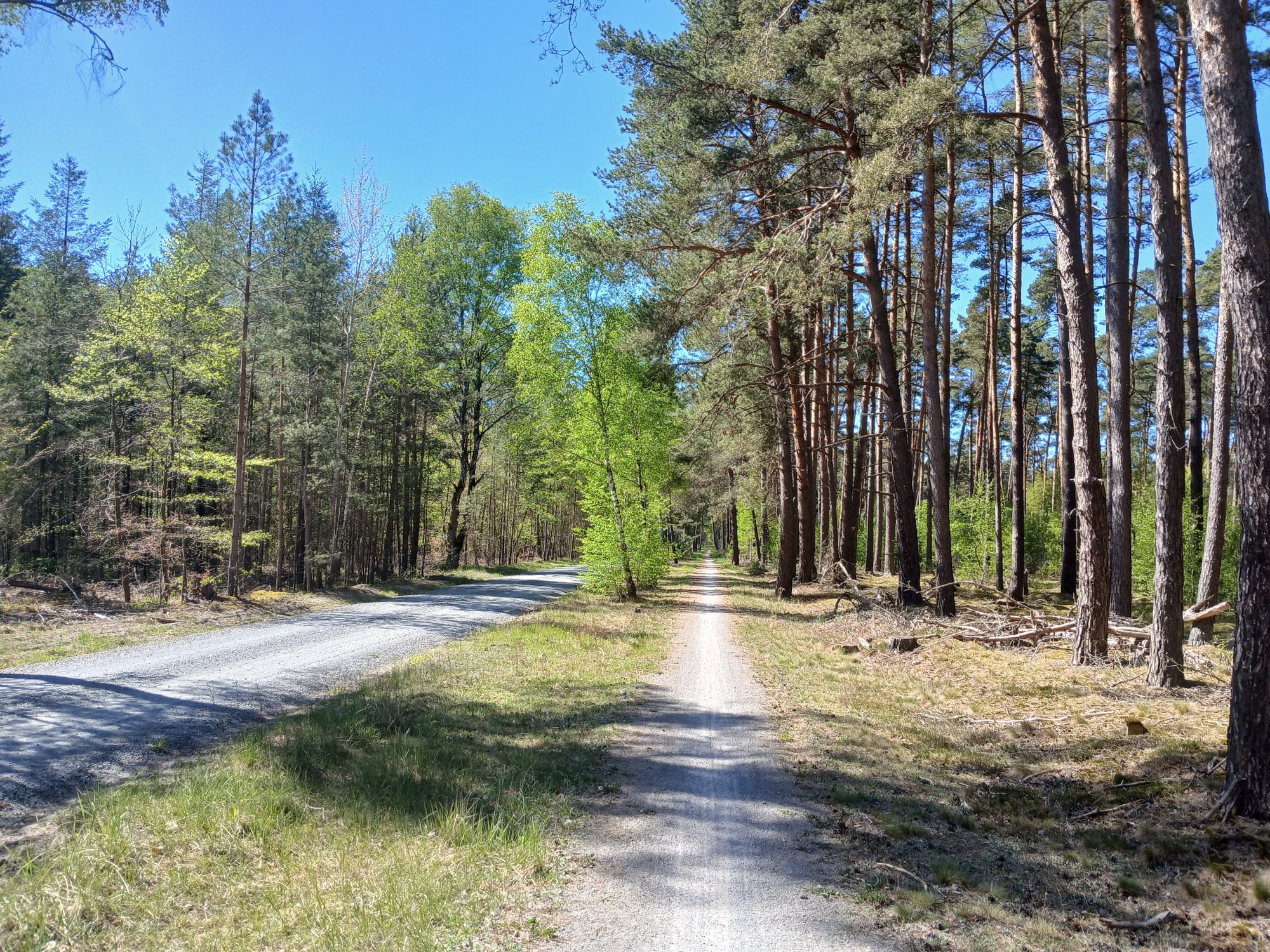 AI generated caption: Dirt path winding through tall pine forest. AI generated caption: Dirt path winding through tall pine forest.