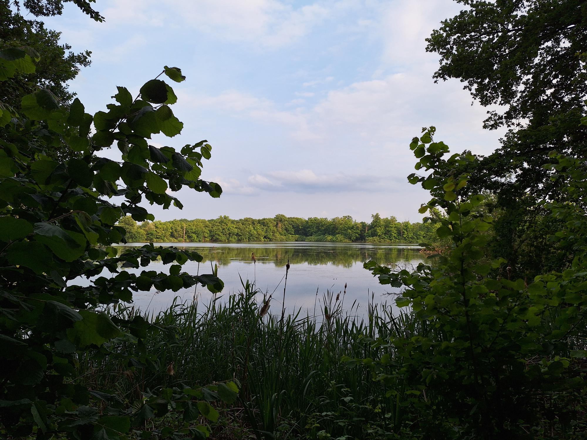 

AI generated caption: Calm lake surrounded by trees and vegetation.