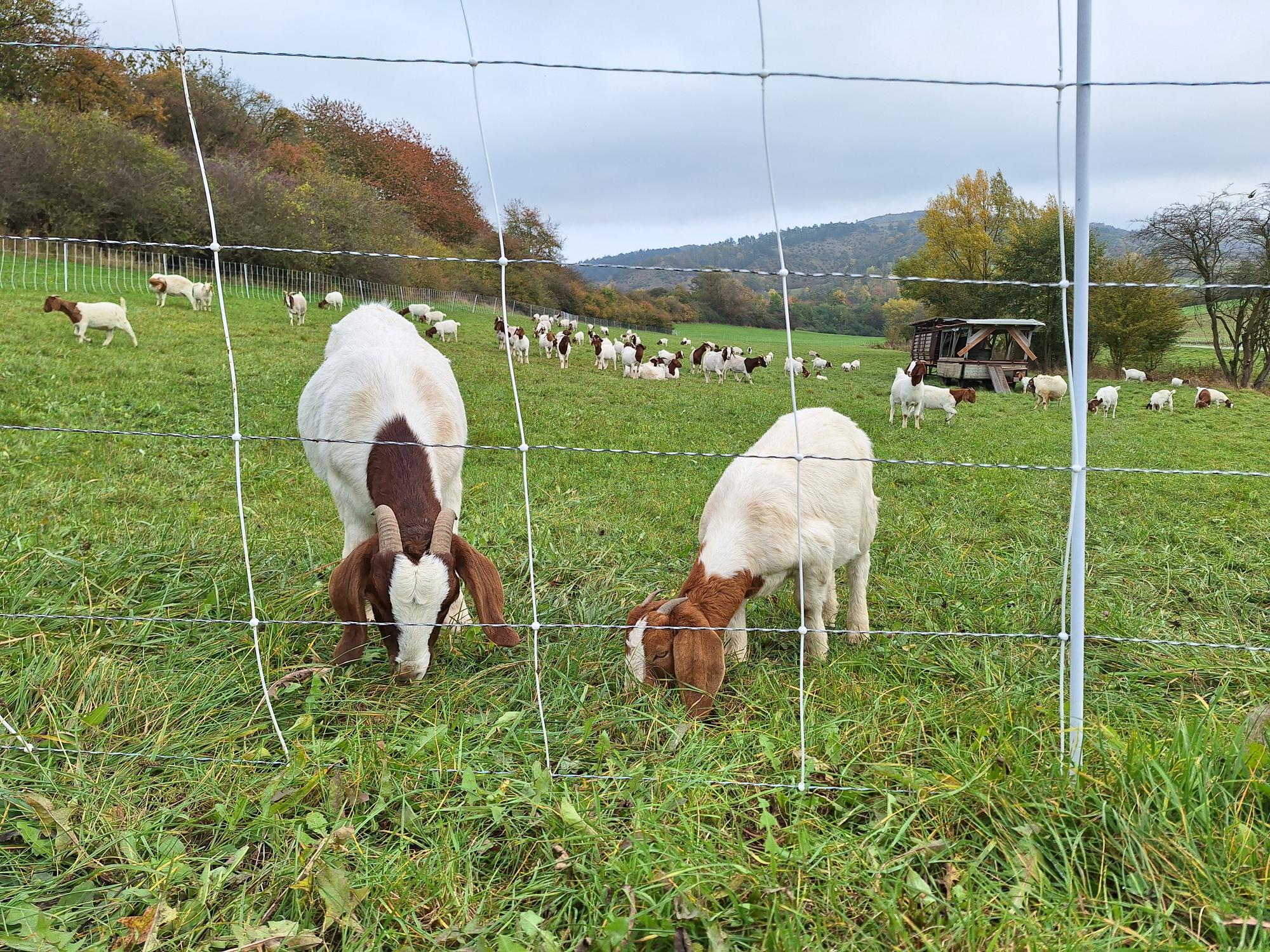 Cute goats on the way