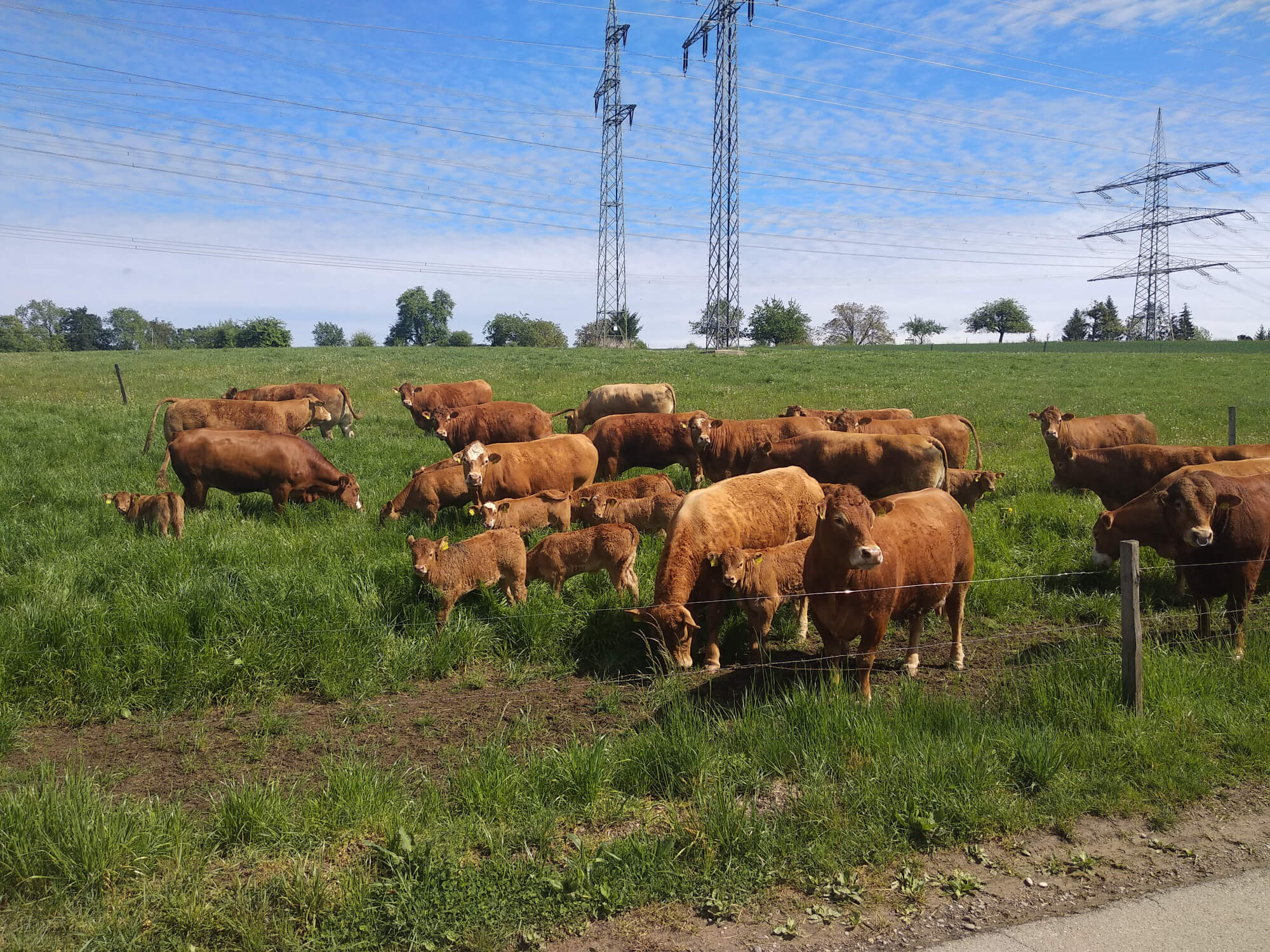 Cows in a green field