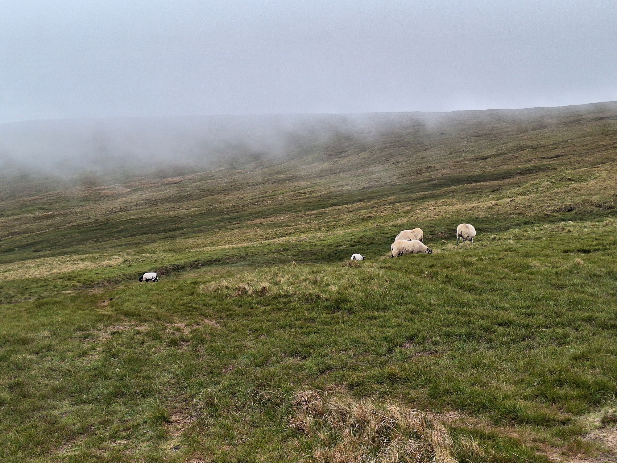 AI generated caption: Sheep grazing on misty green hillside.