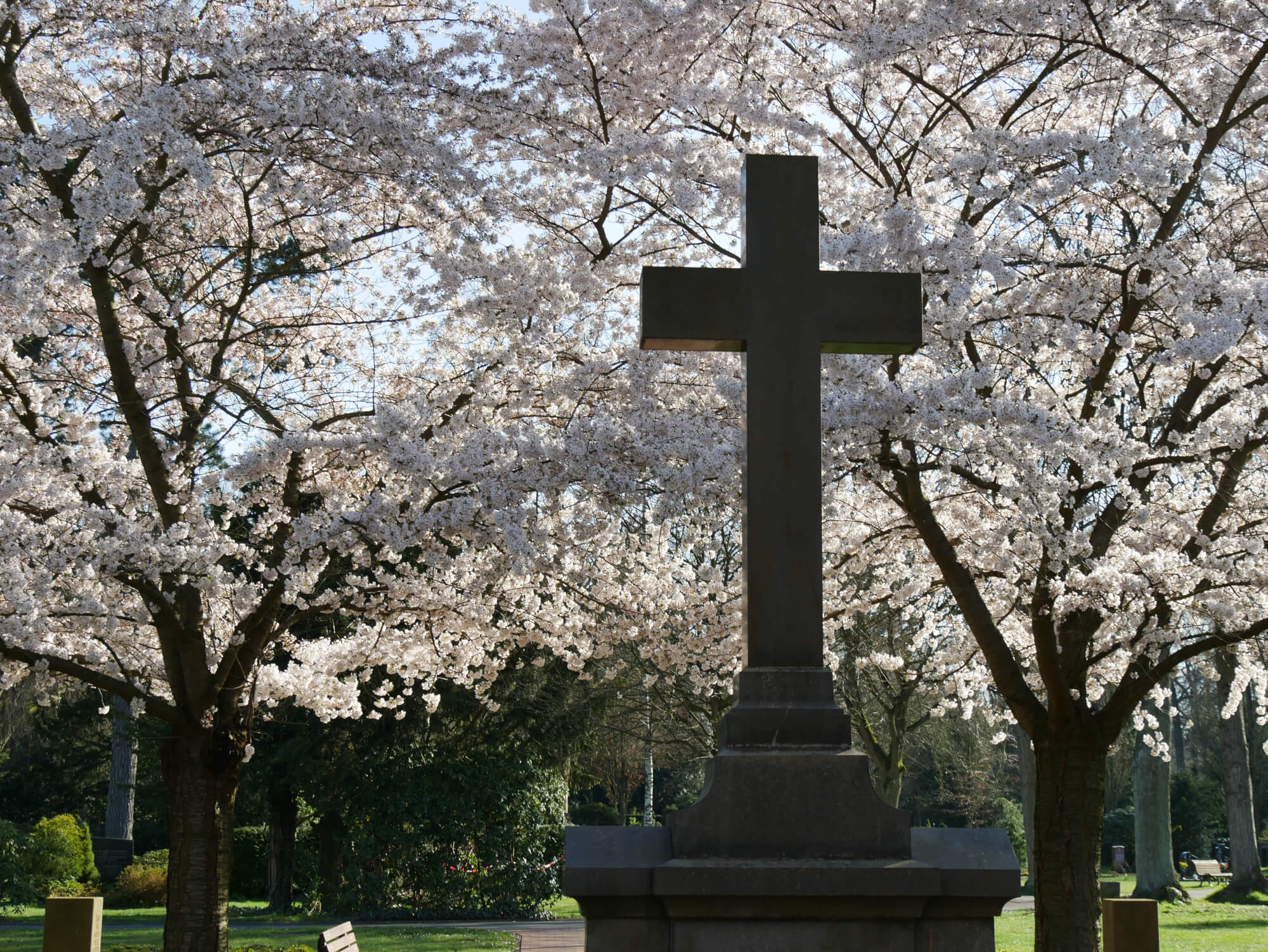 Gravestone in front of flowering trees