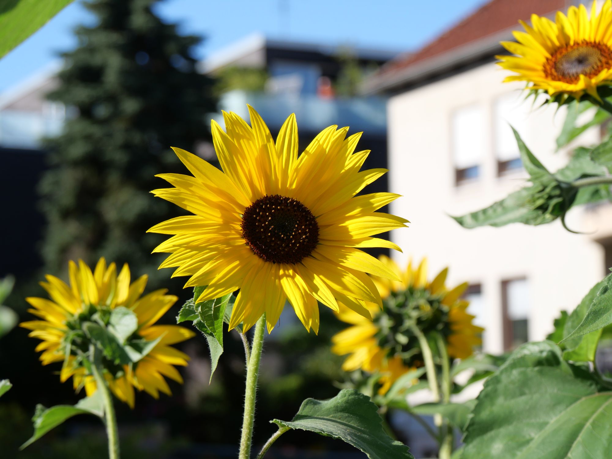 AI generated caption: Sunflowers facing sunlight in a garden. AI generated caption: Sunflowers facing sunlight in a garden.