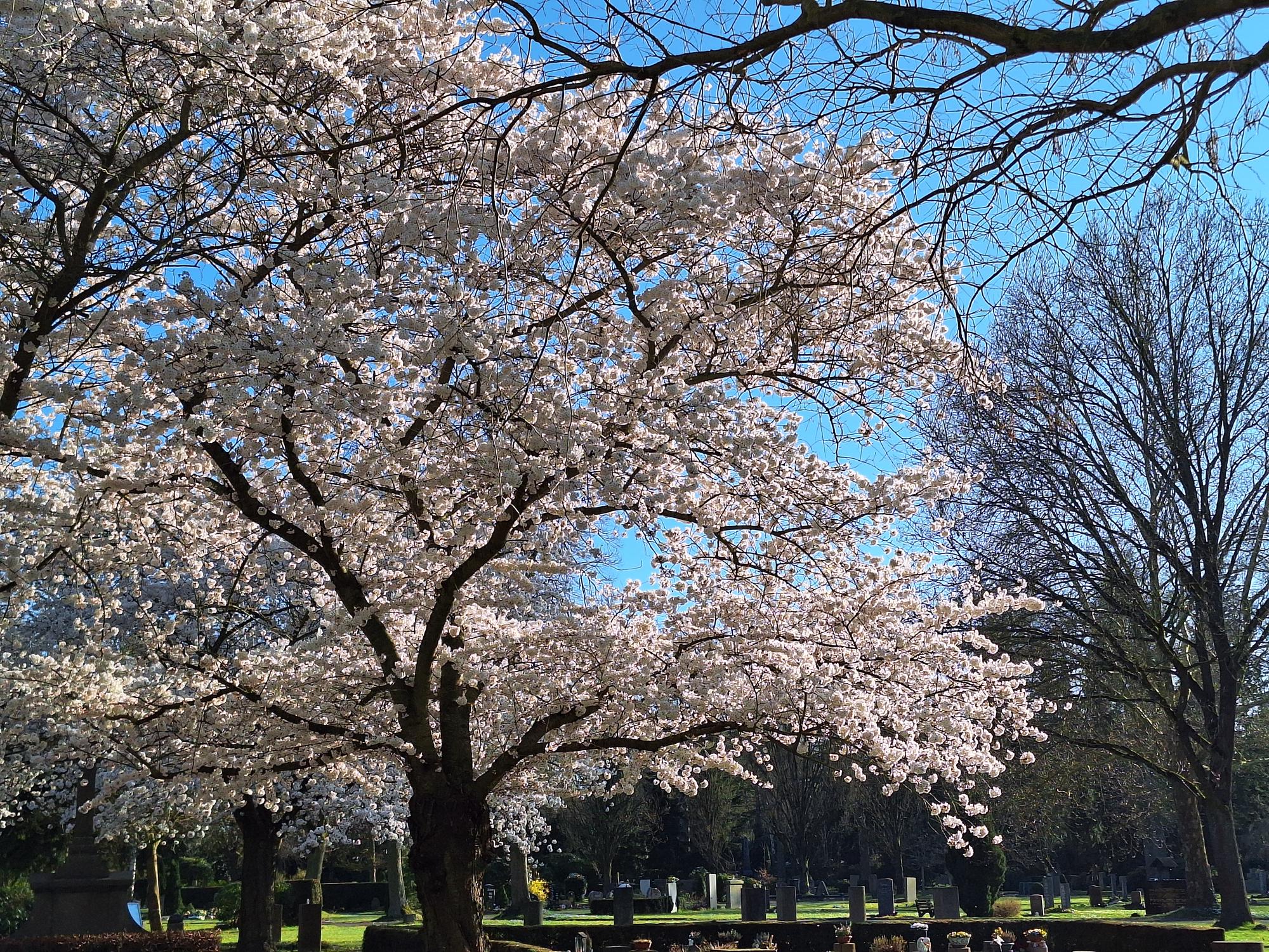 

AI generated caption: Cherry blossoms in full bloom in a serene park setting.