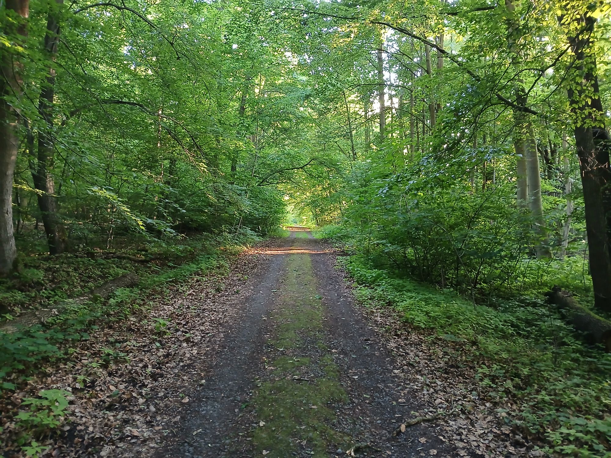 AI generated caption: Sunlit dirt path winding through dense green forest. AI generated caption: Sunlit dirt path winding through dense green forest.