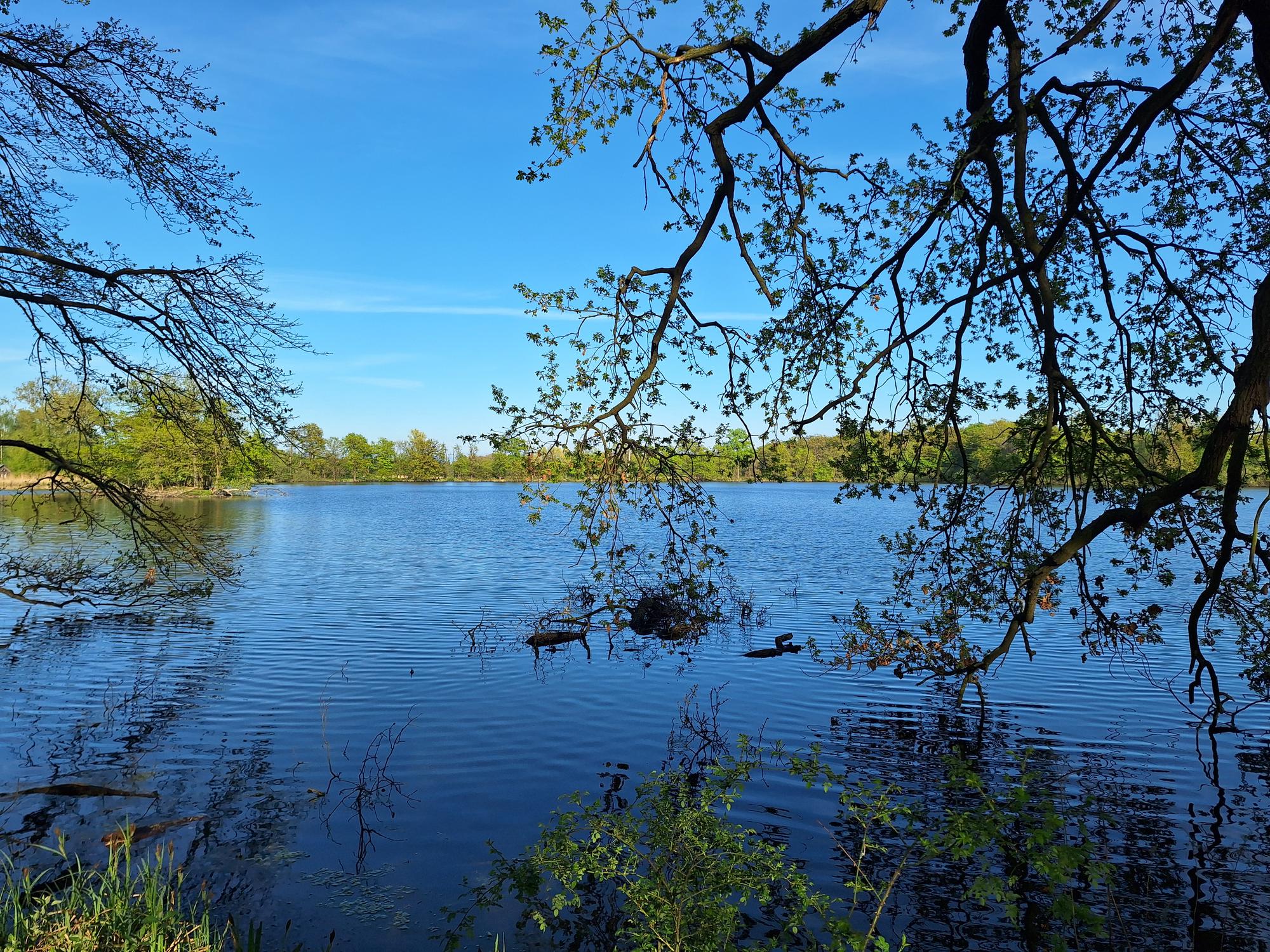 

AI generated caption: Calm lake surrounded by trees.