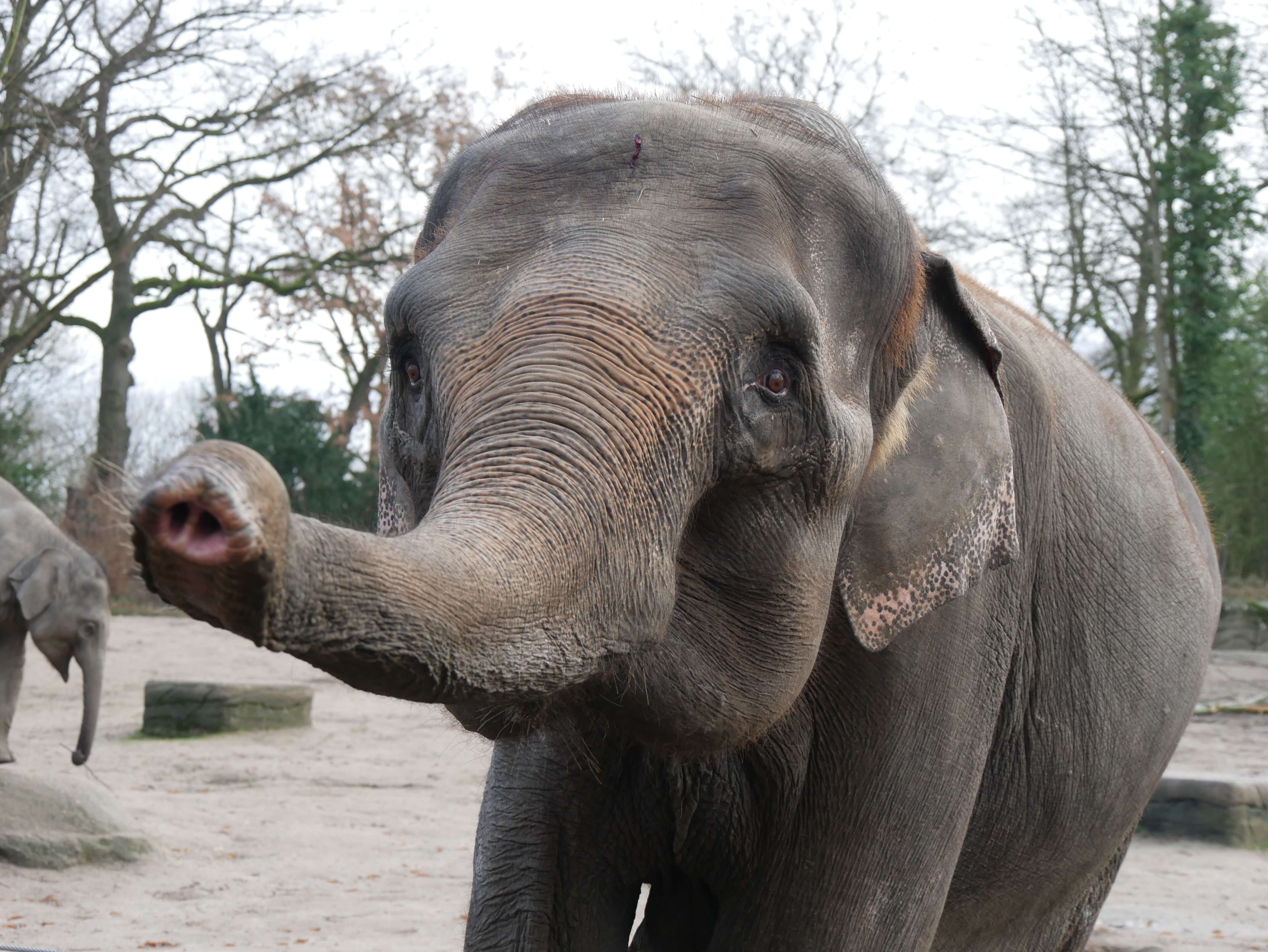 An elephant