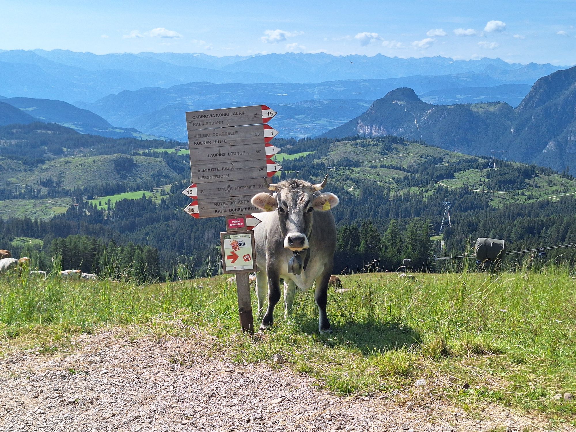 Cow with bell stands next to hiking trail sign, panorama in the background Cow with bell stands next to hiking trail sign, panorama in the background