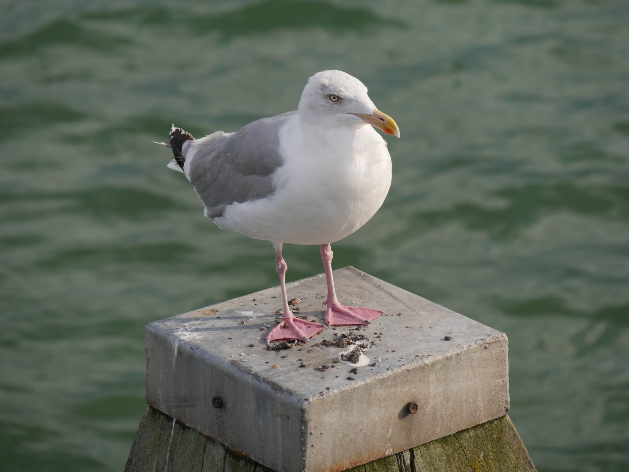 A seagull A seagull