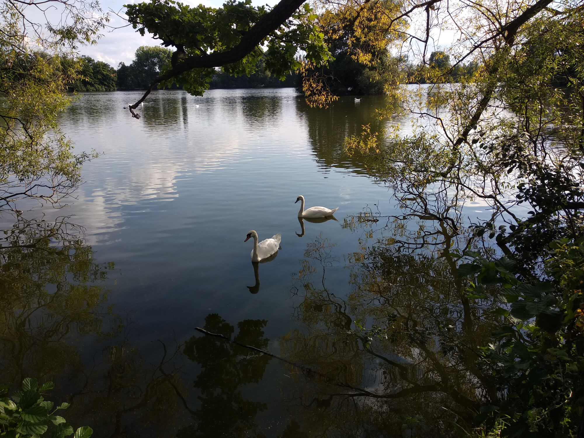 Schwäne auf einem See