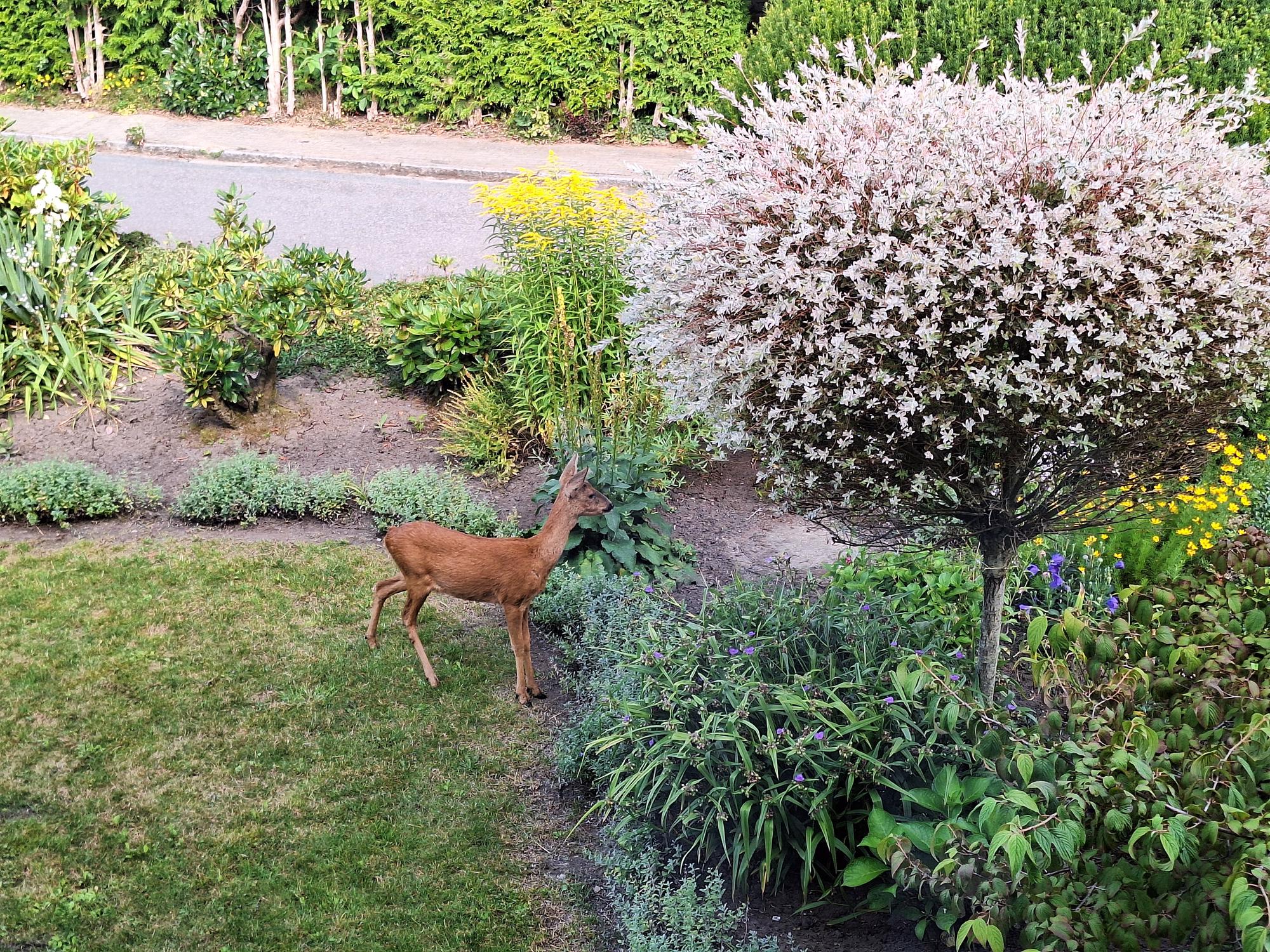 A little deer standing in a green garden